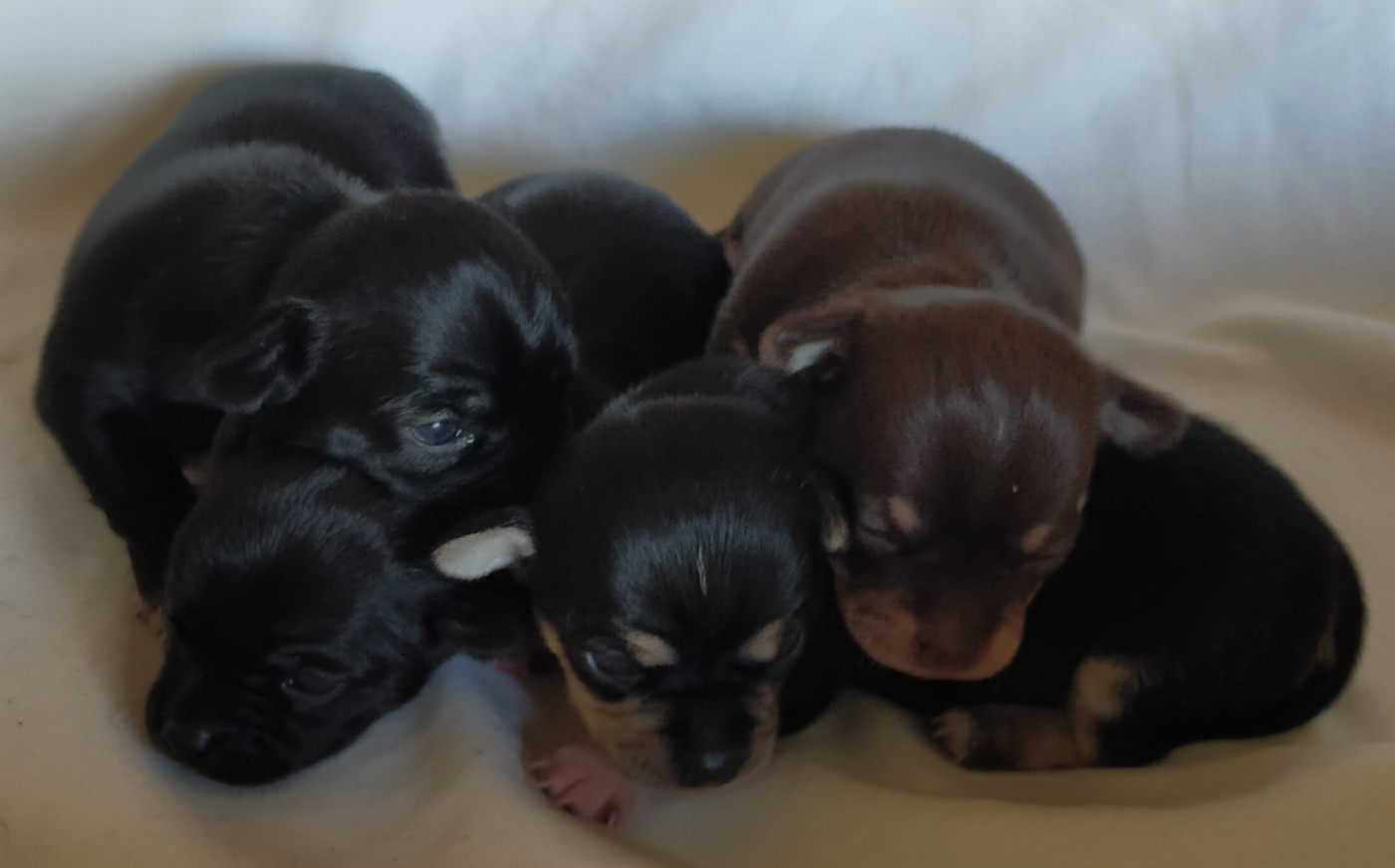 Chiot Chihuahua De Quentin De La Tour