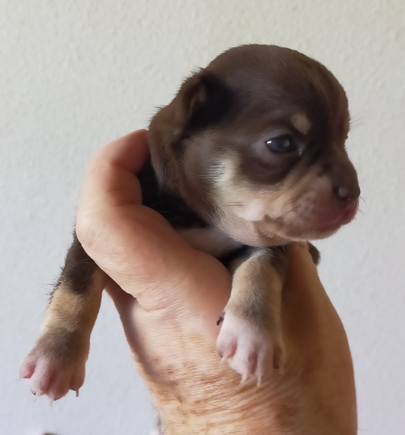 De Quentin De La Tour - Chiots disponibles - Chihuahua