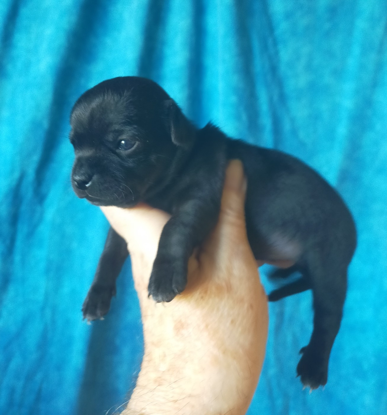 De Quentin De La Tour - Chiots disponibles - Chihuahua