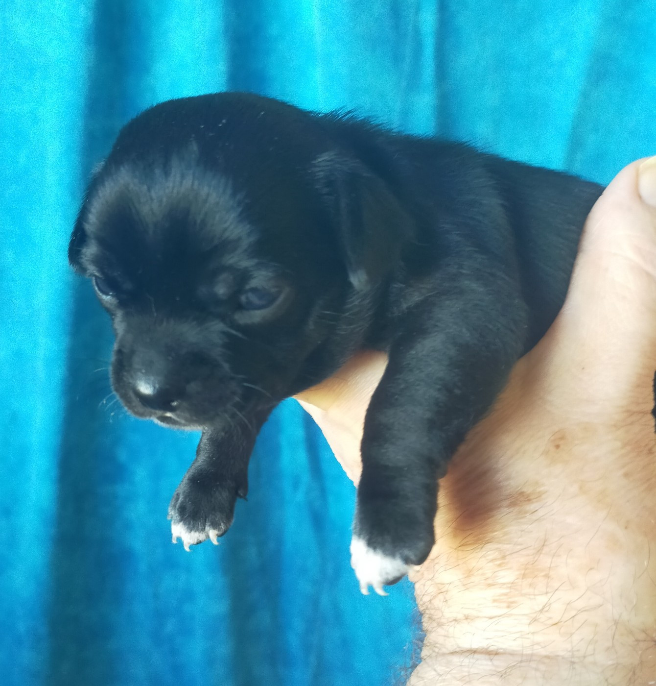 De Quentin De La Tour - Chiots disponibles - Chihuahua