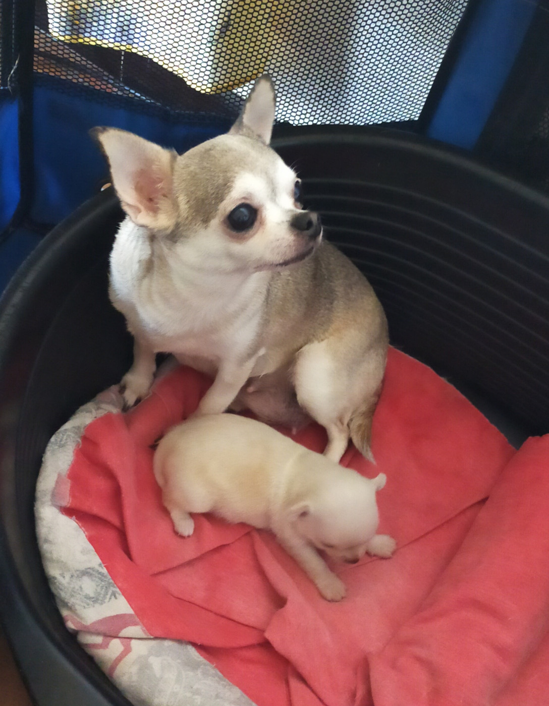 Chiot Chihuahua De Quentin De La Tour