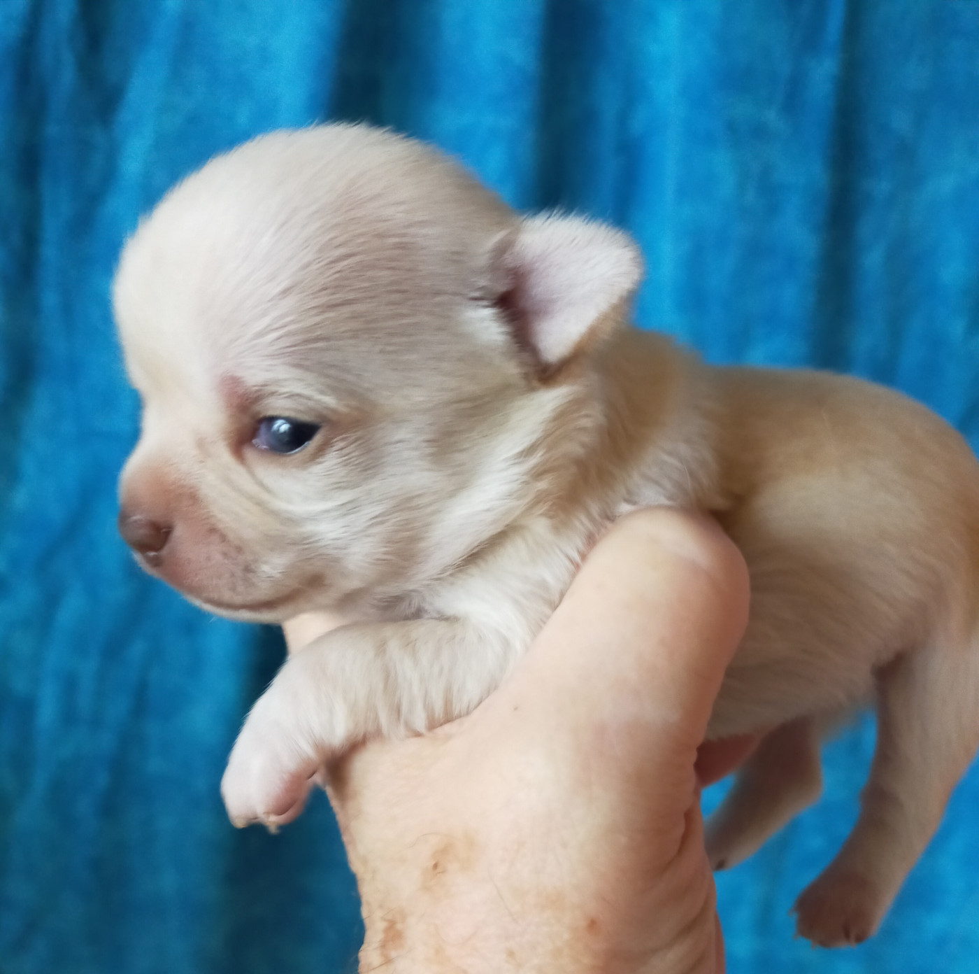 De Quentin De La Tour - Chiots disponibles - Chihuahua