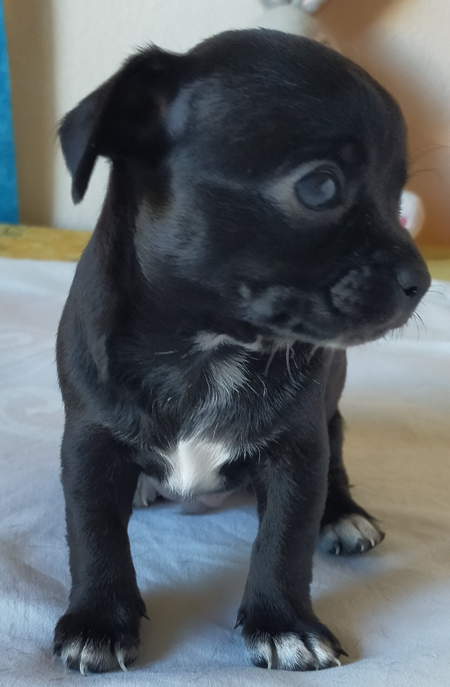 De Quentin De La Tour - Chiots disponibles - Chihuahua