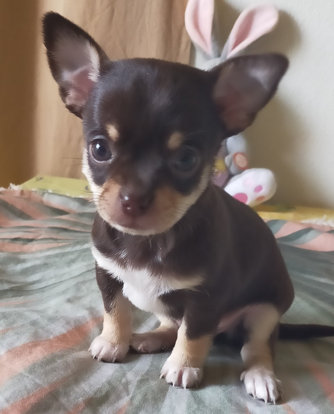De Quentin De La Tour - Chiots disponibles - Chihuahua