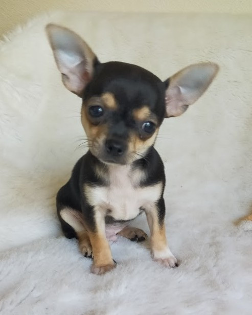 De Quentin De La Tour - Chihuahua - Portée née le 13/02/2026