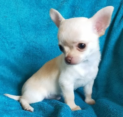 De Quentin De La Tour - Chiots disponibles - Chihuahua