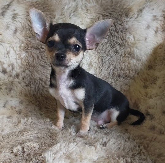 De Quentin De La Tour - Chiots disponibles - Chihuahua
