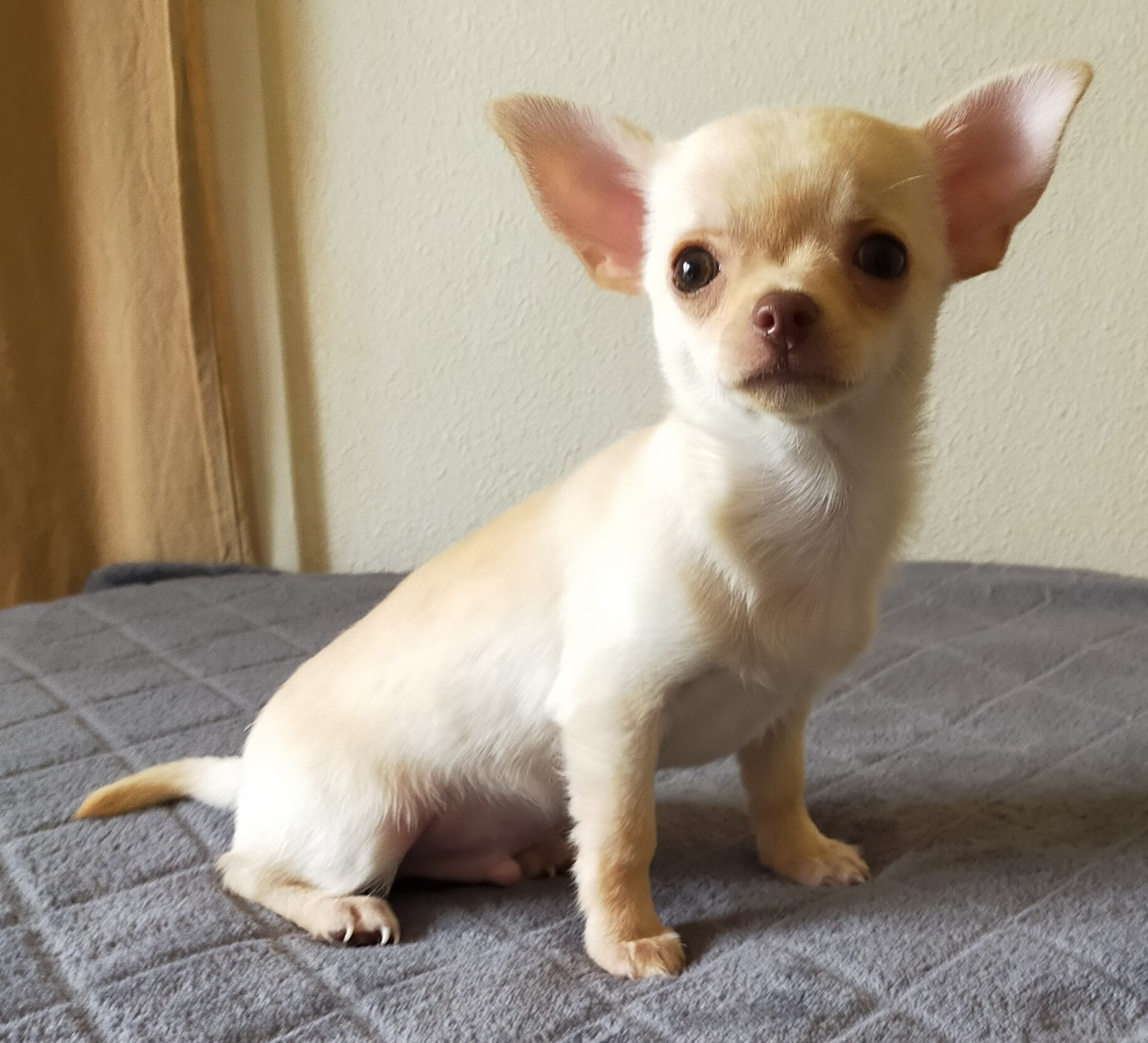 De Quentin De La Tour - Chiots disponibles - Chihuahua