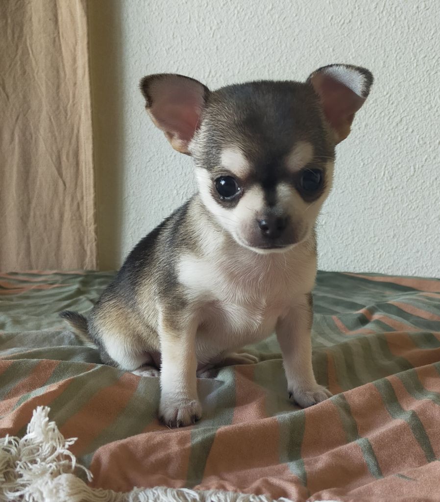 De Quentin De La Tour - Chiots disponibles - Chihuahua