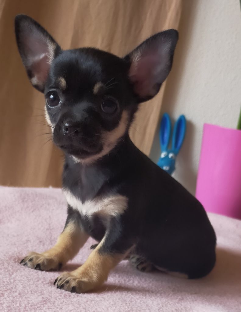 De Quentin De La Tour - Chiots disponibles - Chihuahua